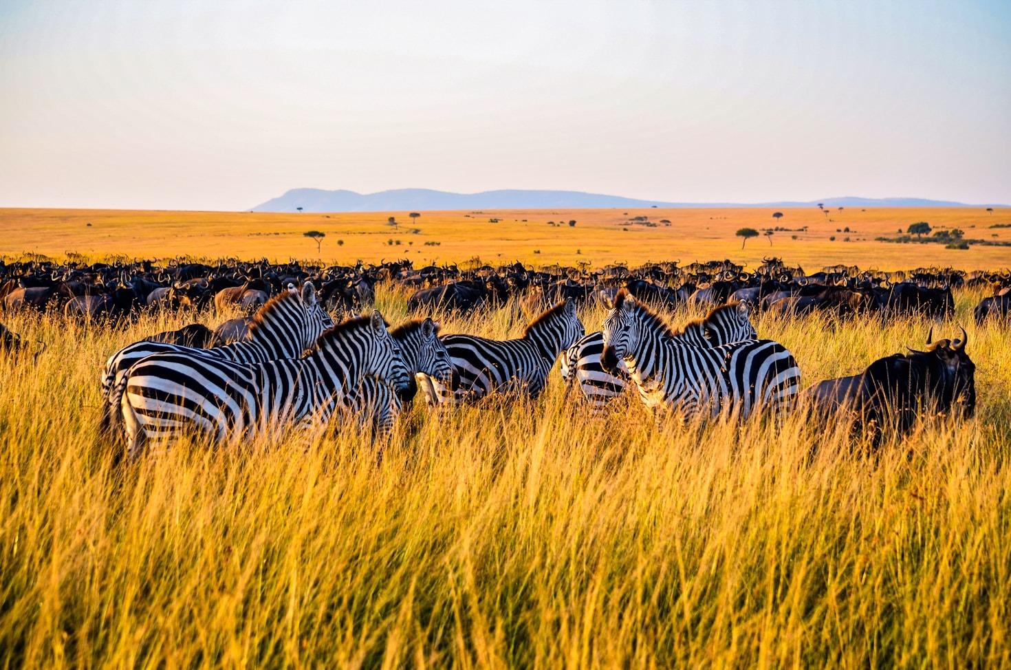 Sustainable Tourism: Glamping’s Role in African Conservation